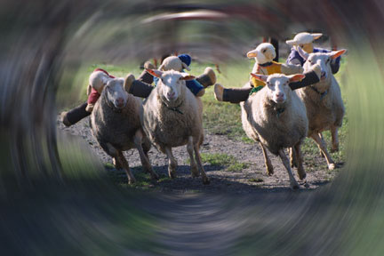 Sheep Race at the Big Sheep Abbotsham  from original photo copyright BD Adams