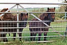 Triplets - The Nosy Ponies