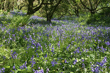 Bluebell Woods in the Spring - South West Coast Path