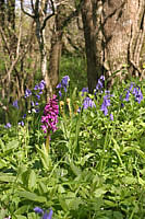 Wild flowers in the woods -  Early Orchids and Bluebells 