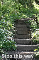 Steps leading up through Sloo Woods