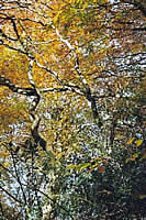 In Contrast - the hard outline of the twisted branches against the soft amber leaves