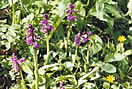 Early purple orchids