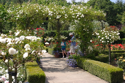 Rose Garden Rosemoor photo copyright Pat Adams