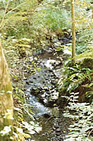 The stream which runs through the village which used to power the old corn mill