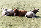 Triplets - Basking Bullocks