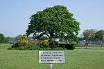 Victoria Park Bideford Oak Tree photo copyright Brett Adams